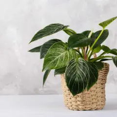 Kwiat filodendron 'Birkin' w plecionym koszu, z ciemnozielonymi liśćmi ozdobionymi białymi paskami.