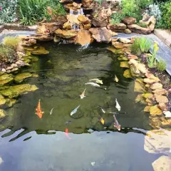 Un bassin à poissons avec cascade, rochers et plantes. Plusieurs carpes koï nagent dans l'eau claire. Idéal pour savoir que mettre au fond d'un bassin à poissons.
