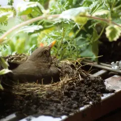 Ein Amsel-Männchen bewacht sein fitis nest, versteckt zwischen grünen Pflanzen.