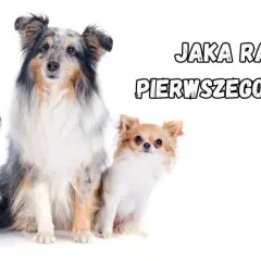 Trzy urocze psy: Cavalier King Charles Spaniel, Shetland Sheepdog i Chihuahua. Szukasz fajnych ras psów na swojego pierwszego pupila?