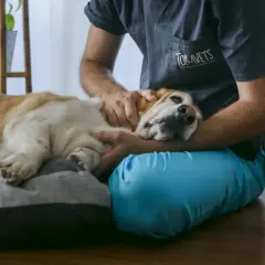 Veterinario acaricia a un perro en su cama. La pregunta sobre cuanto cuesta la eutanasia de un perro es difícil de responder sin más detalles.