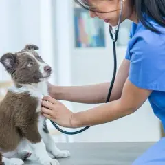 Encuentra la veterinaria cerca de mí para la salud de tu mascota
