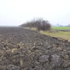 Pola uprawne i zarośla na tle mglistego krajobrazu. Ceny ziemi rolnej na wolnym rynku mogą zależeć od jakości gleby i lokalizacji.