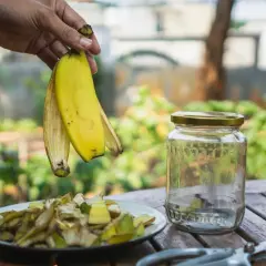 Jaki nawóz do bananowców zapewni im zdrowy wzrost i owocowanie?