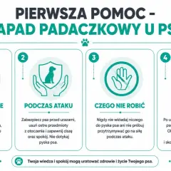 Pierwsza pomoc w przypadku ataku padaczki u psa: rozpoznawanie, postępowanie podczas i po ataku, czego nie robić.