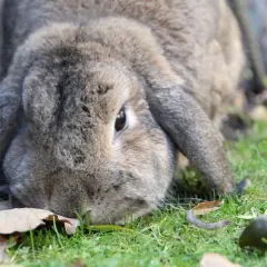 Un coniglio gigante ariete, con il suo soffice pelo grigio, annusa l'erba e le foglie cadute in un giardino autunnale.