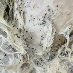 Gros plan sur un pelage blanc envahi par un nid de puce. Les petits points noirs grouillent sur la peau et entre les poils.