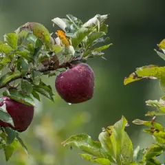 Czerwone jabłka wiszą na gałęziach, a jedno z nich, soczyste i dojrzałe, przypomina kształtem zielone jabłko.