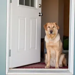 Ein goldener Retriever sitzt im Türrahmen und bellt den Besuch an.
