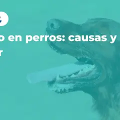 Primer plano de un perro jadeando, con la lengua fuera. El texto dice "Jadeo en perros: causas y qué hacer".