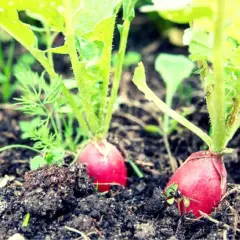 Ravanelli ortaggi rossi e tondi spuntano dalla terra fertile, pronti per essere raccolti.