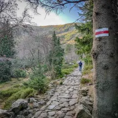 Kamienista ścieżka w górach, znak szlaku na drzewie. W oddali widać turystę idącego szlakiem. To piękna łomnica polska.