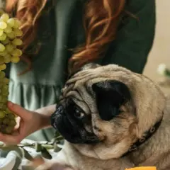 Un carlino mira con interés un racimo de uvas verdes que una persona sostiene. Mi perro comió uvas y no le pasó nada.
