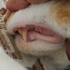 Gencive chat normale, rose et saine, avec des dents pointues bien visibles. Un aperçu de la santé bucco-dentaire de ce félin.
