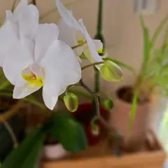 Une orchidée blanche aux pétales délicats, avec des boutons prometteurs, témoigne de la patience nécessaire pour faire refleurir une orchidée.