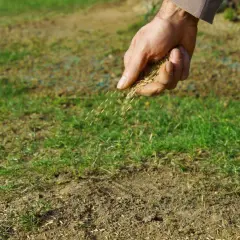 Dłoń wysypuje nasiona trawy na ziemię, zagęszczając trawnik.