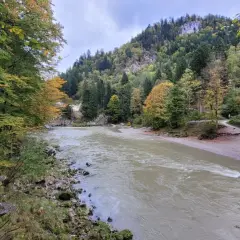 Herbstliche Farben säumen den Weg bei der entenlochklamm wanderung. Ein breiter Fluss fließt durch eine bewaldete Schlucht mit felsigen Hängen.