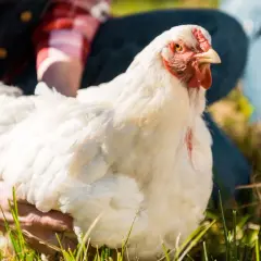 Ein weißes Huhn, das nicht mehr laufen kann, wird von einer Person im Gras gehalten.