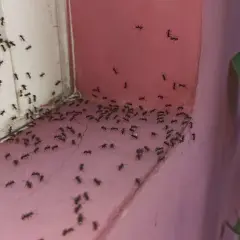 Chmara mrówek na parapecie i ścianie. Szukamy domowy sposób na mrówki, by pozbyć się intruzów.