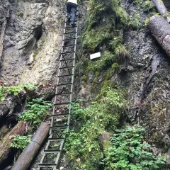 Wspinaczka po metalowej drabinie w wąwozie, gdzie skały porasta mech i paprocie. To może być przełom Hornadu, wymagający szlak.