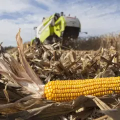 Żniwa kukurydzy w pełni. Zbliżenie na kolbę, w tle kombajn. Czy cena kukurydzy mokrej 2025 będzie wysoka?