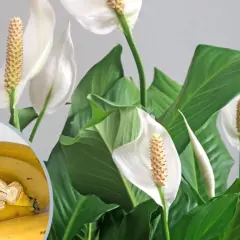 Nawóz z bananów do jakich roślin? Skórki bananów świetnie odżywią skrzydłokwiaty, róże i pomidory, dostarczając im potasu.