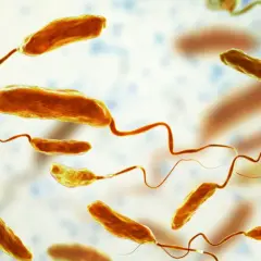 Bakterie Vibrio cholerae, przyczyna groźnej choroby zwanej cholerą, unoszą się w wodzie. Mają charakterystyczny, zakrzywiony kształt i rzęski.