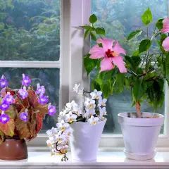 Rosa hibiskus blomma och andra blommor i krukor på en fönsterbräda.