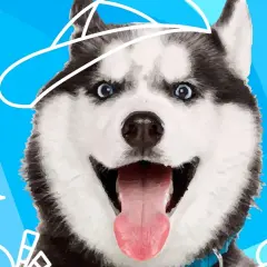 Wesoły pies podobny do husky w czapce, z wywieszonym językiem, na niebieskim tle z białymi gwiazdkami.