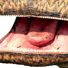 Dinozaur co ma 500 zębów: fascynująca historia nigerzaura