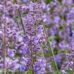 Kocimiętka kiedy kwitnie, tworzy fioletowe, pachnące morze kwiatów. Idealny czas na jej podziwianie to lato.