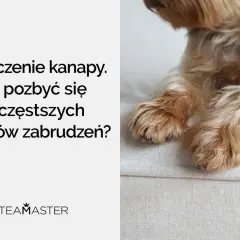 Czyszczenie kanapy: jak odświeżyć mebel po psotach pupila? Poradnik Steamaster.