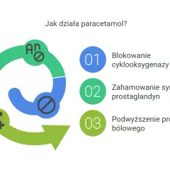 Schemat działania paracetamolu: blokuje cyklooksygenazę, hamuje syntezę prostaglandyn, podwyższa próg bólowy. Nie jest to lek na spazmolinę.