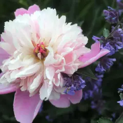 En stor, ljusrosa pionblommas kronblad vecklar ut sig. Det är en perfekt tid att plantera pion på våren.
