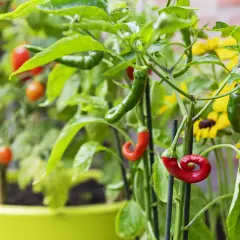 Rote und grüne Chilis reifen neben gelben Blumen. Sie sind gute Nachbarn im Kräutertopf.