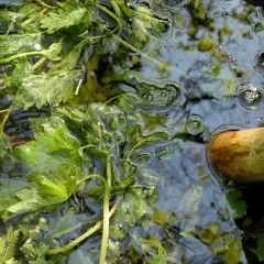 Pokrzywy w wodzie, tworzące naturalny nawóz. Widoczne bąbelki świadczą o procesie fermentacji.
