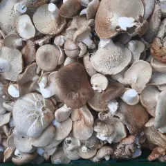 Un montón de setas de cardo, algunas con sombreros anchos y otras más pequeñas, listas para ser cocinadas.