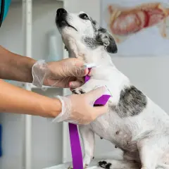 Veterinario aplica torniquete a perro. La imagen muestra la lucha contra enfermedades de perros mortales.