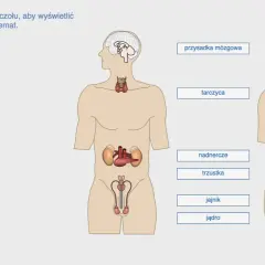 Schemat przedstawia ludzki układ hormonalny z zaznaczonymi gruczołami: przysadką mózgową, tarczycą, nadnerczami, trzustką, jajnikami i jądrami.