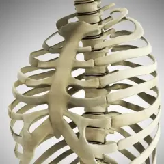 Anatomia klatki piersiowej z widocznym wyrostkiem mieczykowatym.