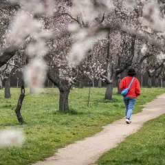 Persona camina por un sendero entre almendros en flor, disfrutando del polen en España.
