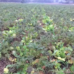 Pole obsiane rzodkiewką oleistą, z zielonymi liśćmi i ciemniejszymi, pierzastymi pędami.