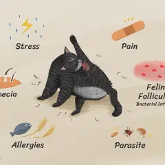 Illustration showing a cat grooming itself, surrounded by icons representing stress, pain, alopecia, allergies, feline folliculitis, and parasites, all potential reasons why is my cat losing hair.