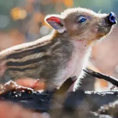 Un adorable marcassin rayé, prêt à adopter, lève son museau vers le ciel.