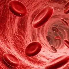 Rote Blutkörperchen fließen durch eine Vene. Dies kann auf eine OPC-Thrombose hindeuten, bei der sich Blutgerinnsel bilden.