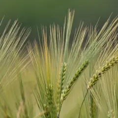 Kłosy pszenżyta jarego na zielonym tle. Długie, delikatne źdźbła tworzą wachlarz nad dojrzewającymi ziarnami.