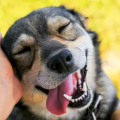 Un perro feliz con la boca abierta y la lengua fuera, mientras una mano le acaricia la cabeza. Una imagen que te ayuda a saber si tu perro te quiere.