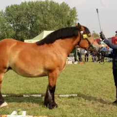 Potężny koń śląski zimnokrwisty prezentowany przez elegancko ubranego mężczyznę na trawiastym wybiegu.