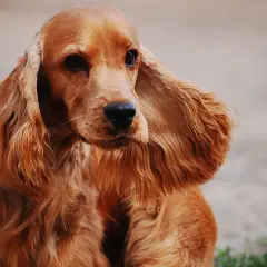 Uroczy cocker spaniel o rudym futrze, z długimi, falującymi uszami, patrzy z zaciekawieniem.