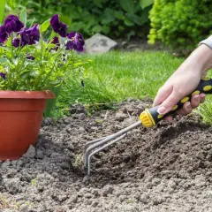 Ręka z grabkami spulchnia ziemię zasadową, przygotowując miejsce dla fioletowych bratków w doniczce.